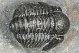 Detailed Gerastos Trilobite Fossil - Morocco #363961-1